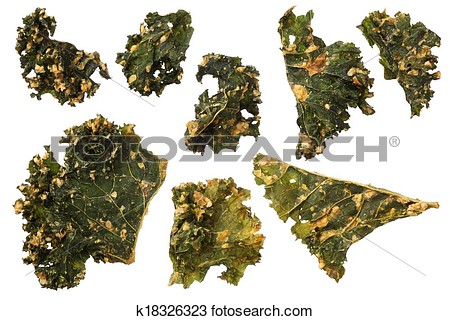 Roasted Kale Chips Isolated On White Background View Large Photo Image