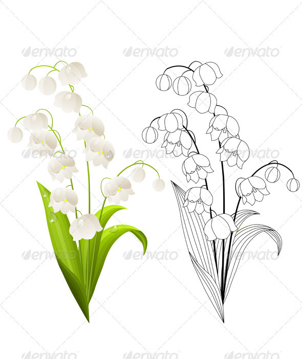 Vector Lily Of The Valley Isolated On White    Flowers   Plants Nature