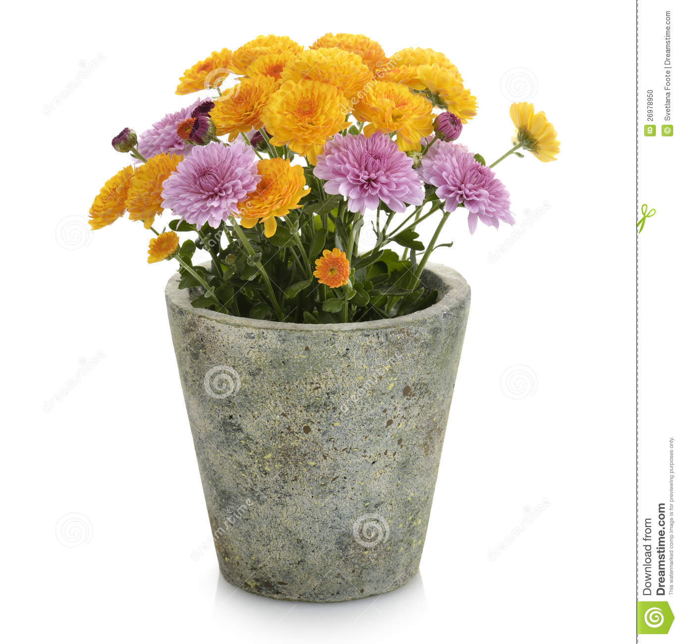 Fall Mums Clip Art Mums Flowers In A Flower Pot  Mr  No  Pr  No