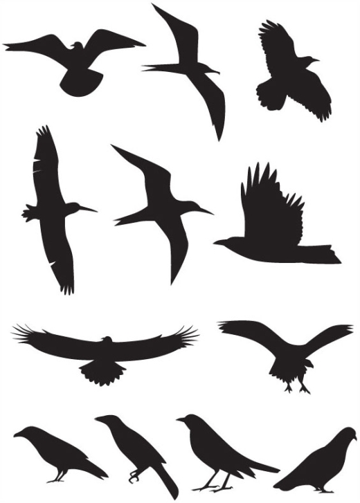 Flying Bird Silhouettes In