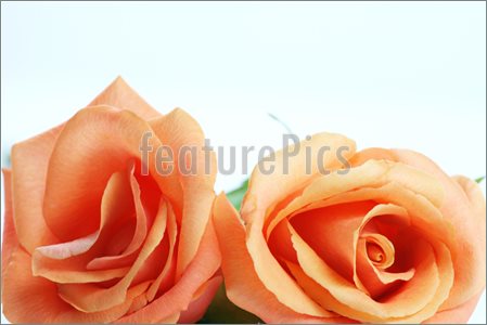 Image Of Peach Colored Coral Colored Roses Isolated On White   Stock
