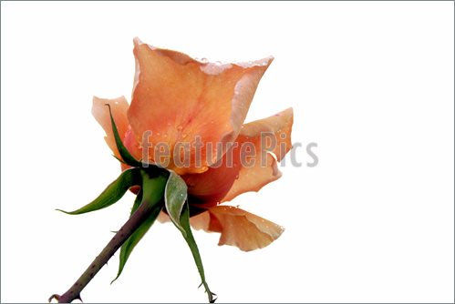 Image Of Rose Isolated  Picture To Download At Featurepics Com