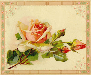 Images  Free Image Of Flower  Vintage Image Of Peach Colored Rose