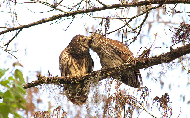 Kissing Owls