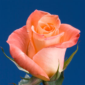 Peach Color Rose   Global Rose