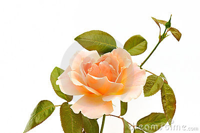 Peach Color Rose Isolated On White Stock Photo   Image  9947570