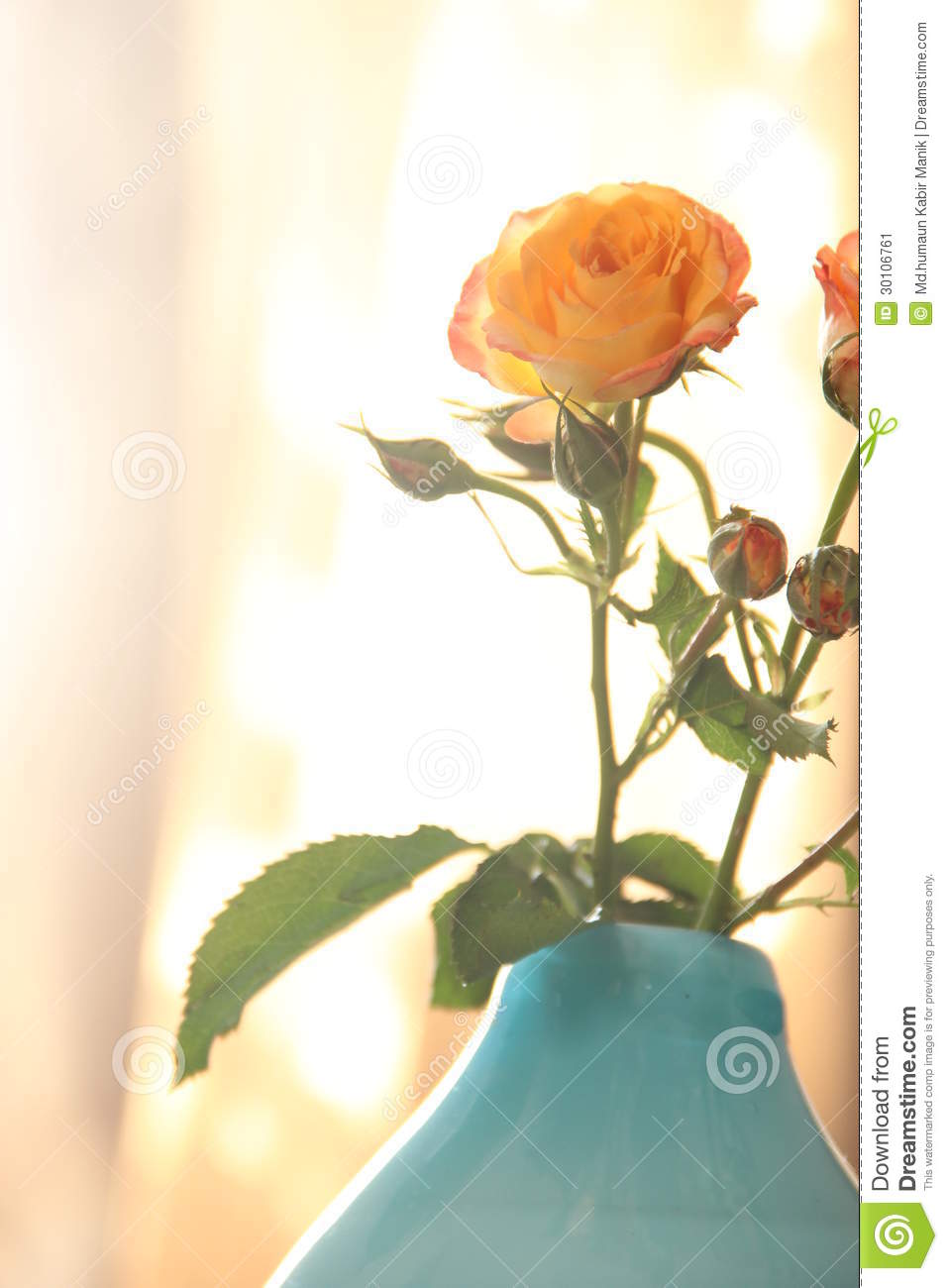 Peach Color Rose With Bud In Blue Vase Stock Image   Image  30106761