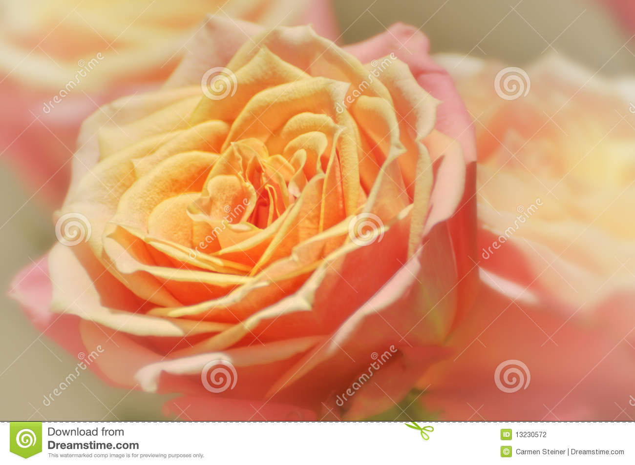 Peach Colored Rose Stock Photography   Image  13230572