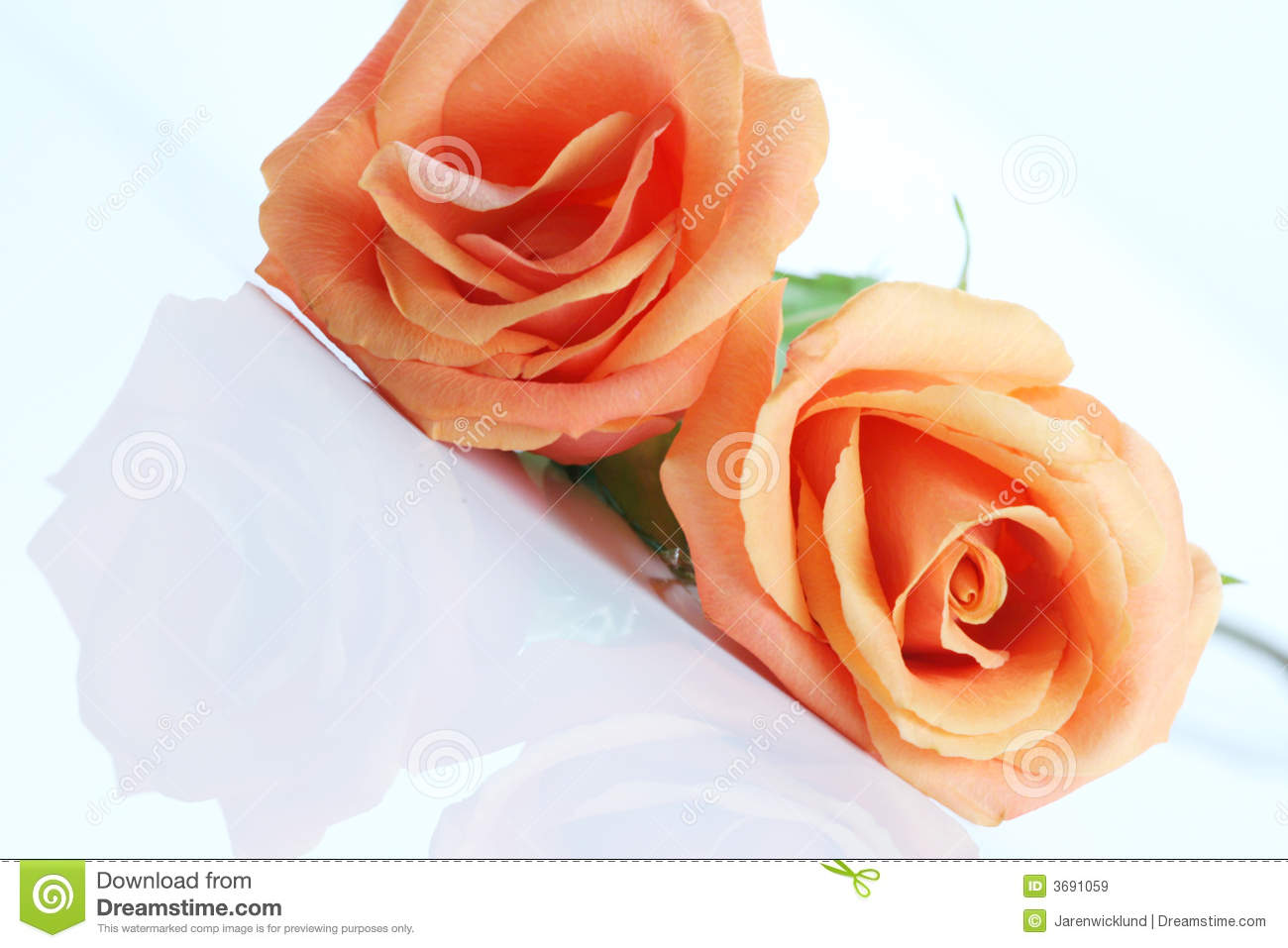 Peach Coral Colored Rose Isolated On White Angled On Frame With Copy