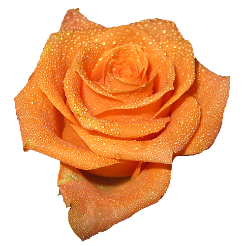 Peach Elegant Rose With Transparent Background