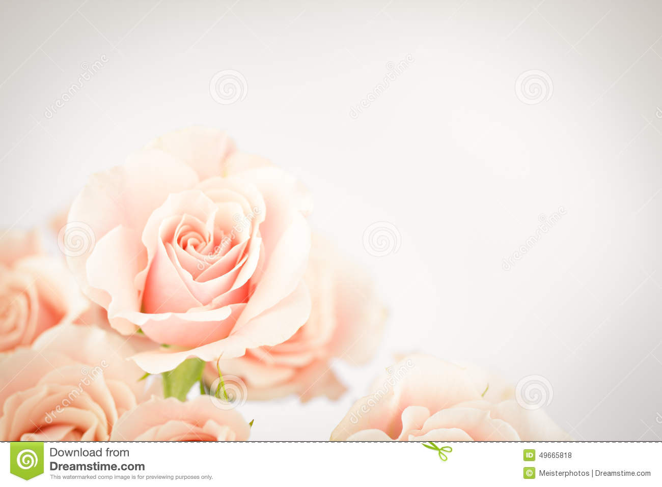 Peach Rose Cluster With Vignette Stock Photo   Image  49665818