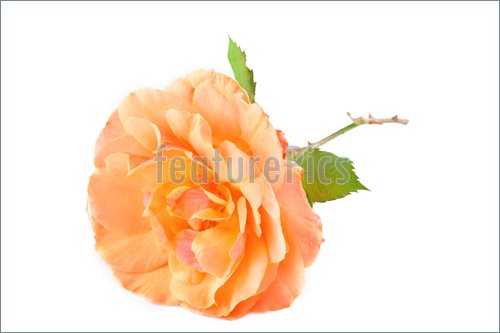 Photo Of Peach Colored Rose Isolated On A White Background