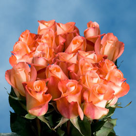 Pin Beautiful Peach Rose Roses Widescreen On Pinterest