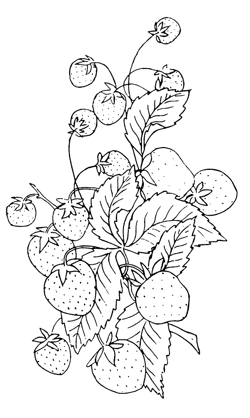 Strawberry Clipart Black And White Vintage Clip Art Strawberry
