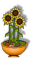 Sunflower Clip Art   Sunflowers In Vases And Pots