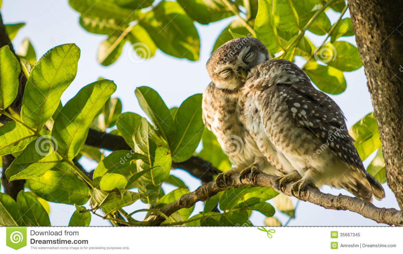 Two Owls Spotted Owl Kiss Royalty Free Stock Photo   Image  35667345