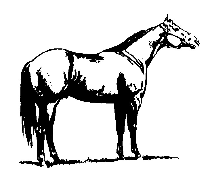 Quarter Horse Clip Art   Clipart Best