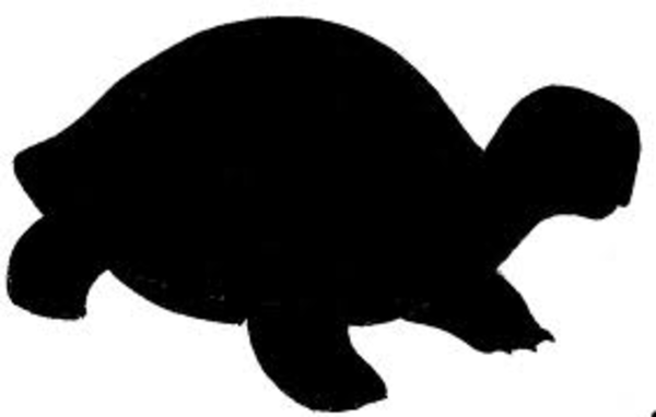 Turtle   Free Images At Clker Com   Vector Clip Art Online Royalty    