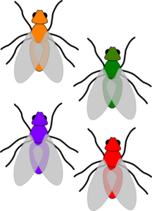 Multicoloured Flies Clip Art At Clker Com   Vector Clip Art Online