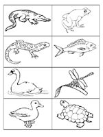 Pond Life  Preschool On Pinterest   Frogs Frog Life Cycles And Ponds