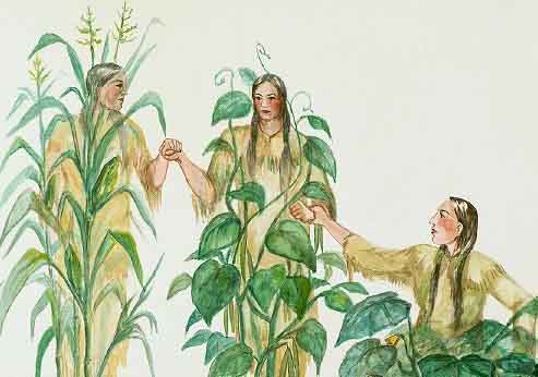 Ancient Native American Technique Of Growing Corn Beans And Squash