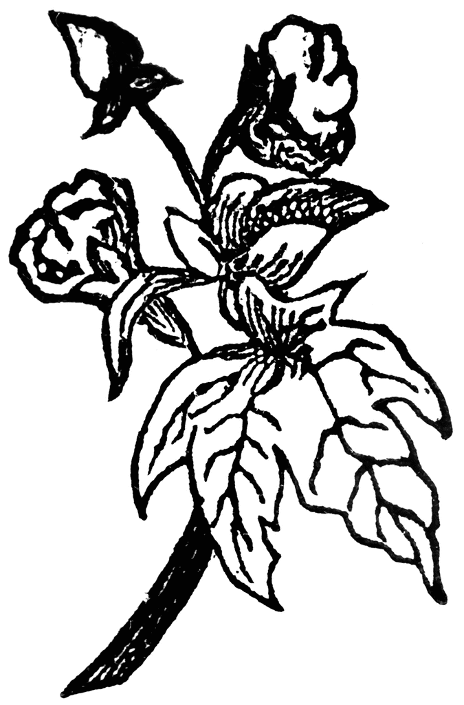 Cotton Plant Clip Art