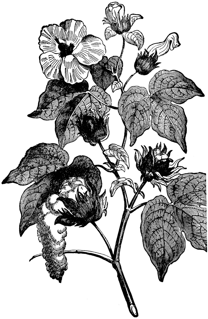 Cotton Plant Clip Art Pictures