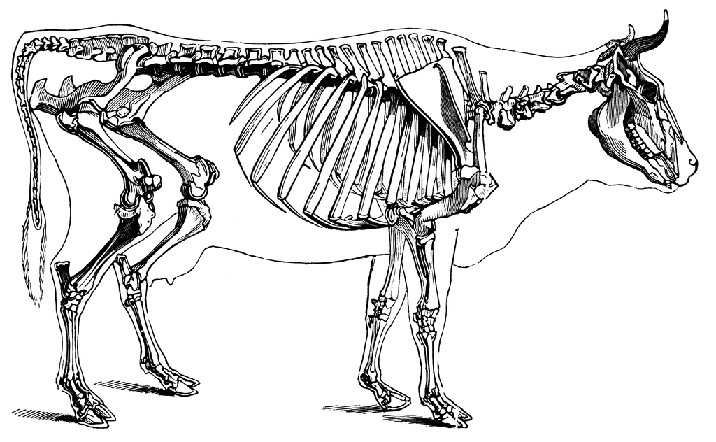 Cow Skeletal System   Thinglink