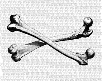 Crossed Human Femur Bones Anatomy S Tudy Antique Vintage Clip Art