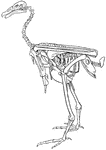 Entire Skeleton Of Condor Showing The Relative Positions Of The    