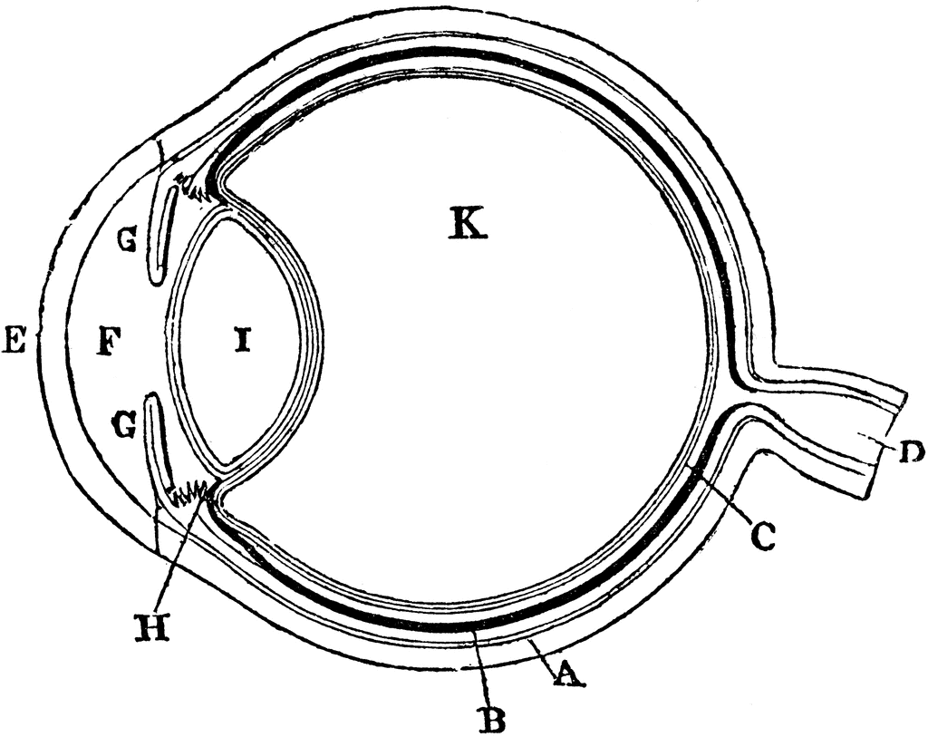 Eye Diagram Unlabelled Cow Eye Diagram