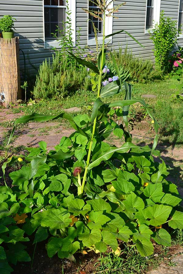 Planting Corn Beans   Squash Together   Woodland Gardening   Pinter