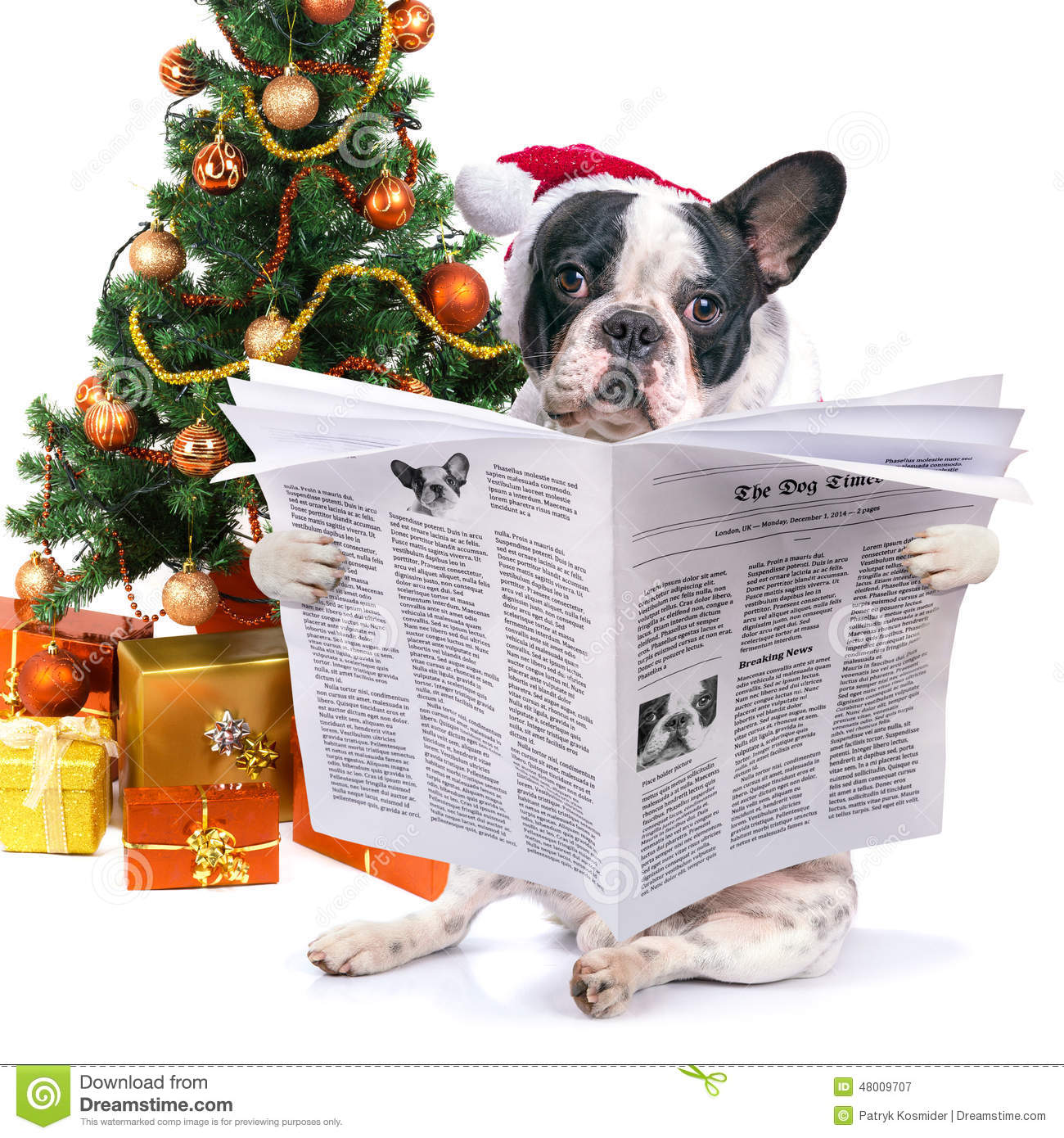 French Bulldog Reading Newspaper Under Christmas Tree Stock Photo    