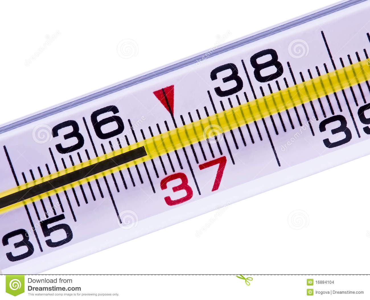 Thermometer Of A Body Normal Temperature Stock Images   Image