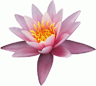 Beautiful Flowers Clipart