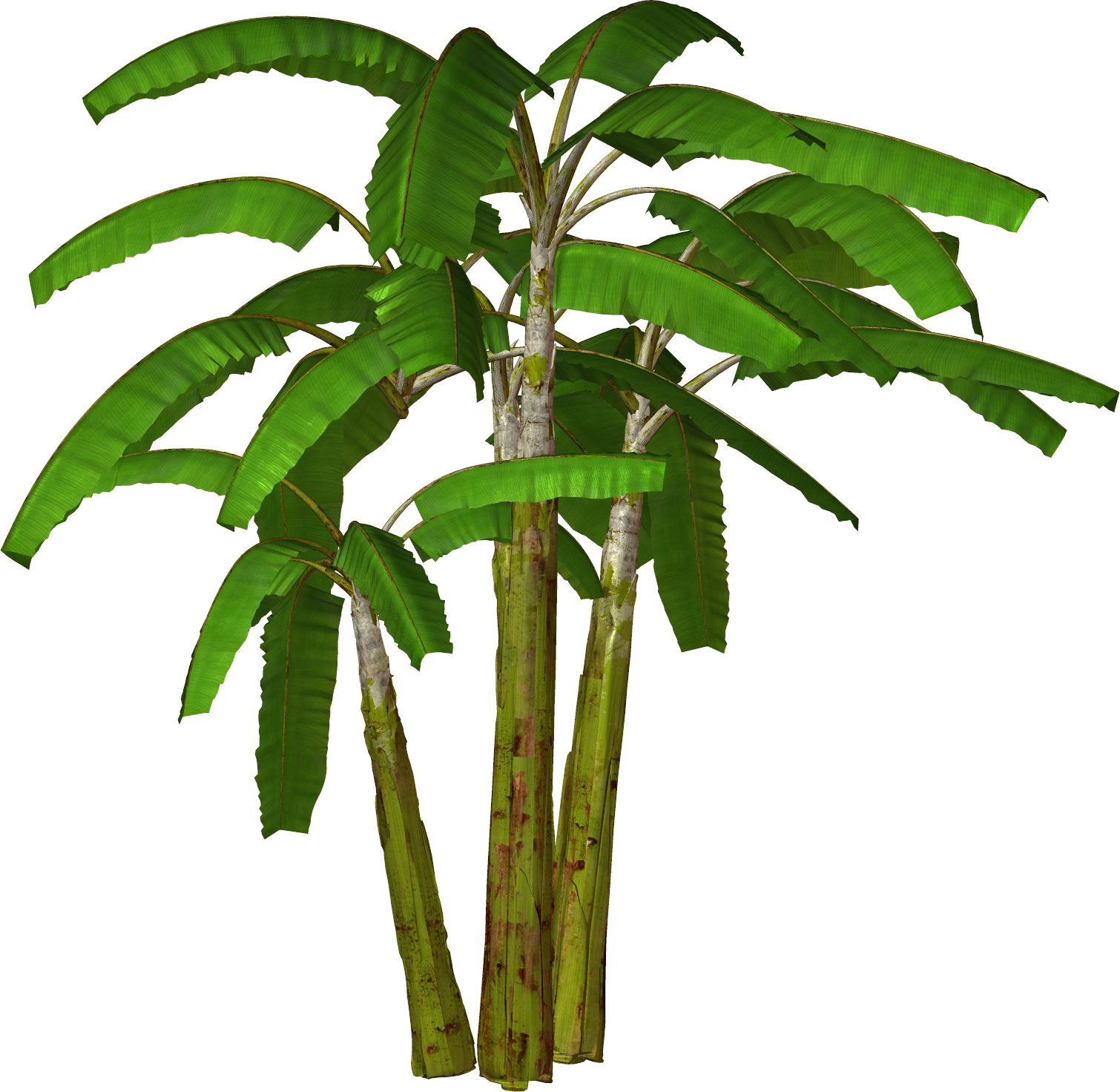 Free High Resolution Graphics And Clip Art  Palm Tree And Free Png    
