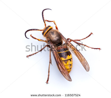 Hornets Stock Photos Illustrations And Vector Art