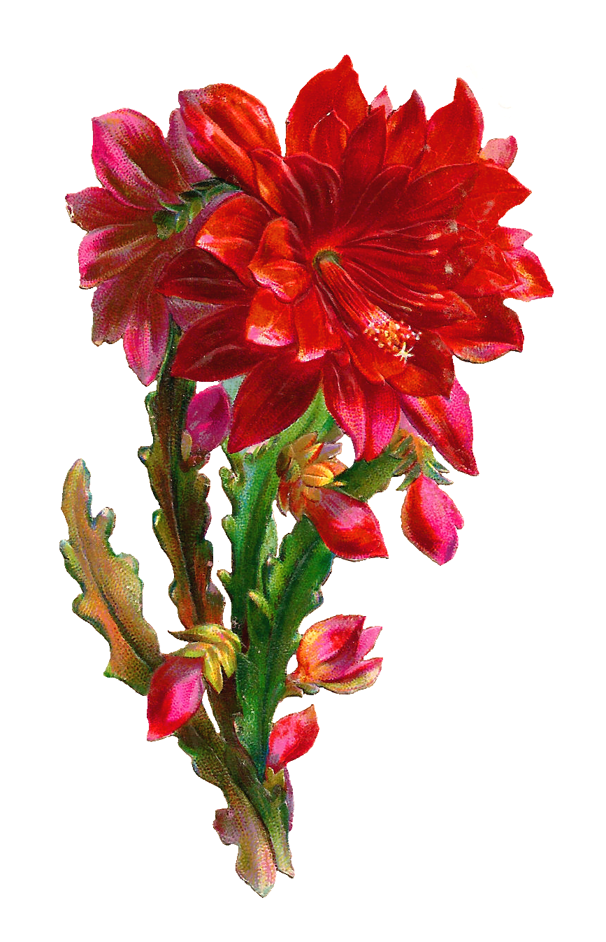 Images  Free Digital Flower Scrap  Beautiful Red Flower Clip Art