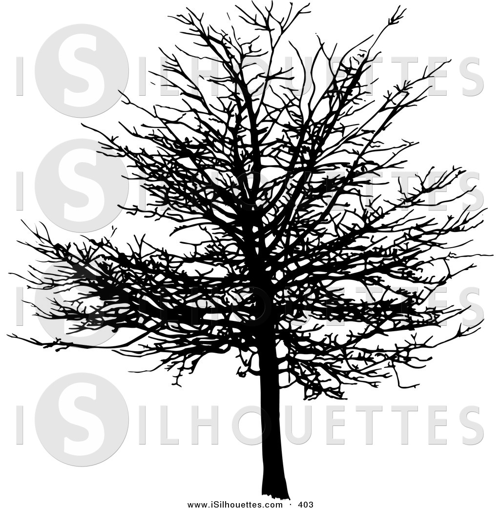 Maple Tree In Winter On White Skeletal Black Silhouetted Bare Tree In