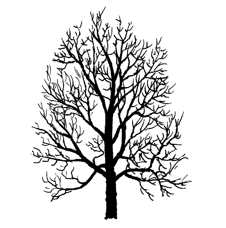 Maple Tree Silhouette   Clipart Best