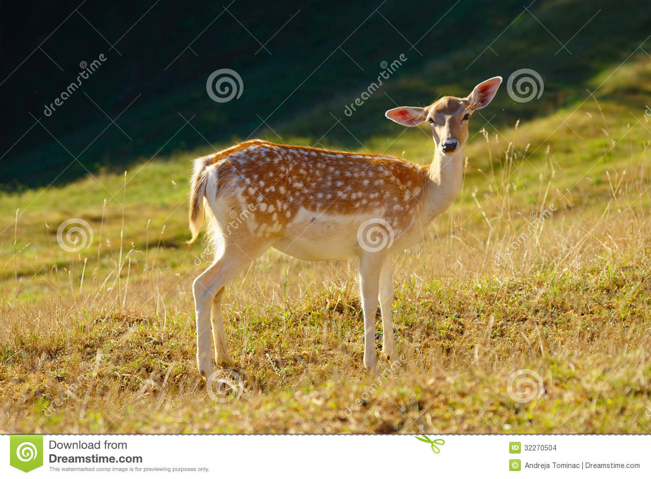 Baby Deer On Meadow On Summer Morning With Shadow Of Forest In The
