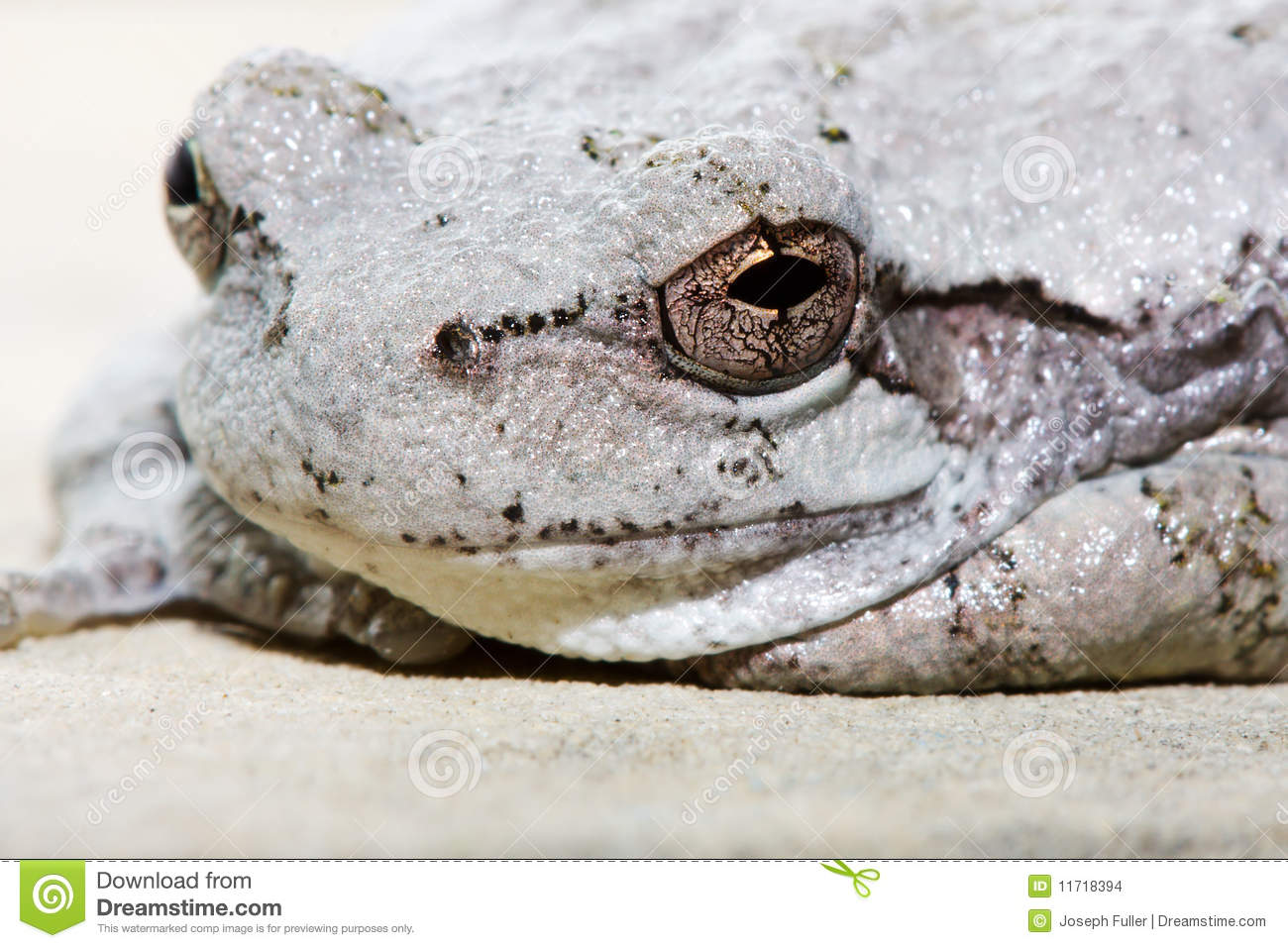 Cope S Gray Tree Frog  Stock Images   Image  11718394