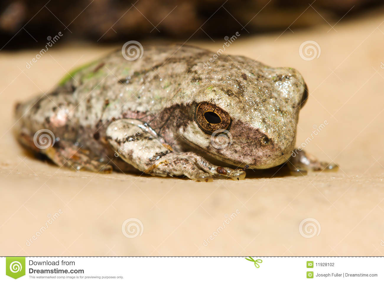 Cope S Gray Tree Frog  Stock Photography   Image  11928102