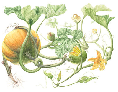Detailed Illustration Of The Various Elemens Of The Pumpkin Vine