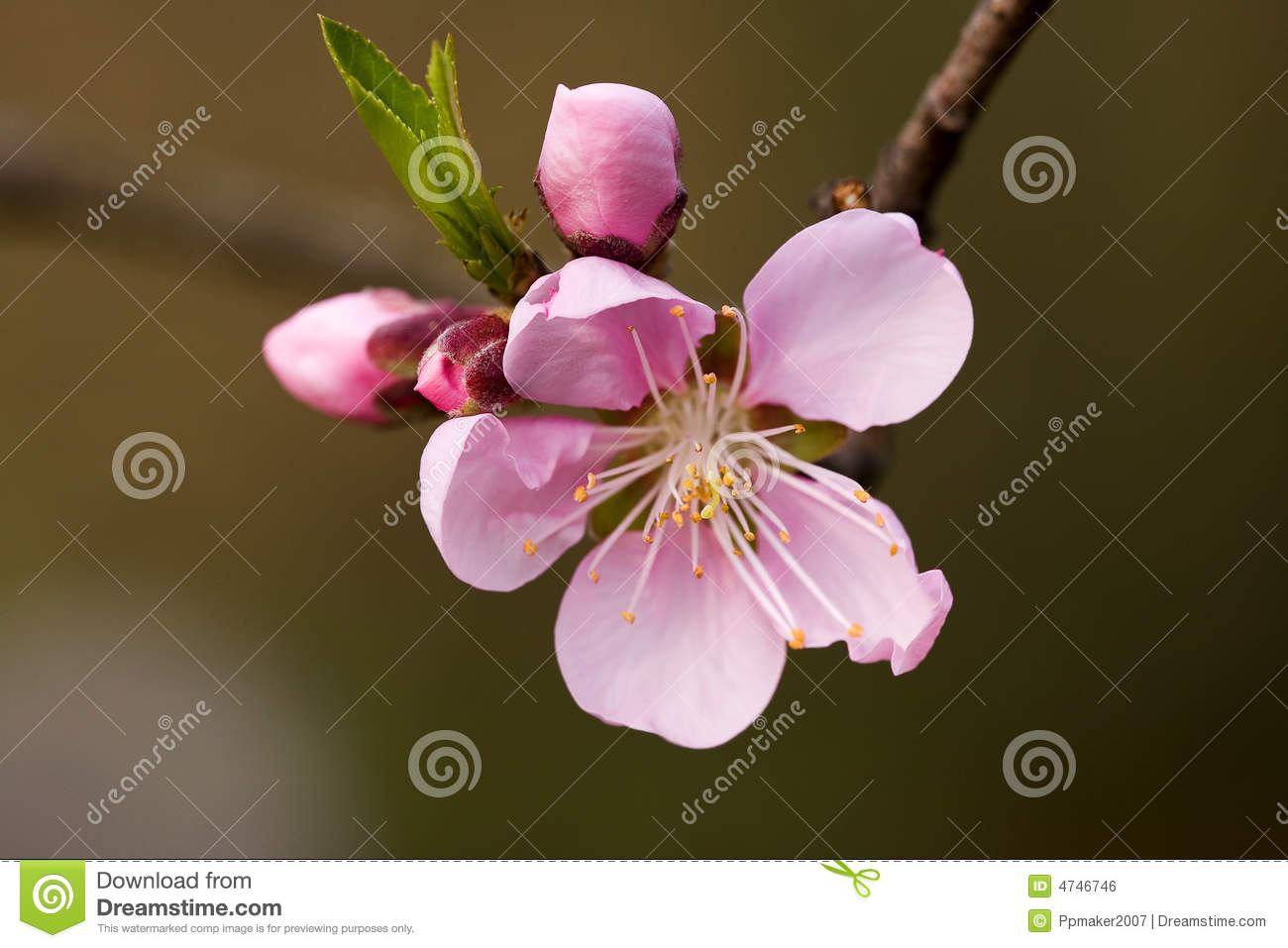 Feature Of Peach Blossom Royalty Free Stock Image   Image  4746746
