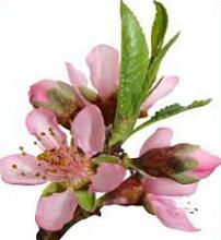 Free Peach Blossom Clipart