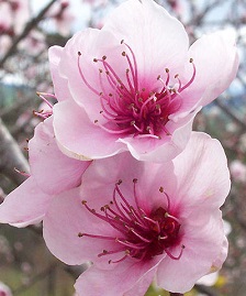 Free Peach Blossom Clipart