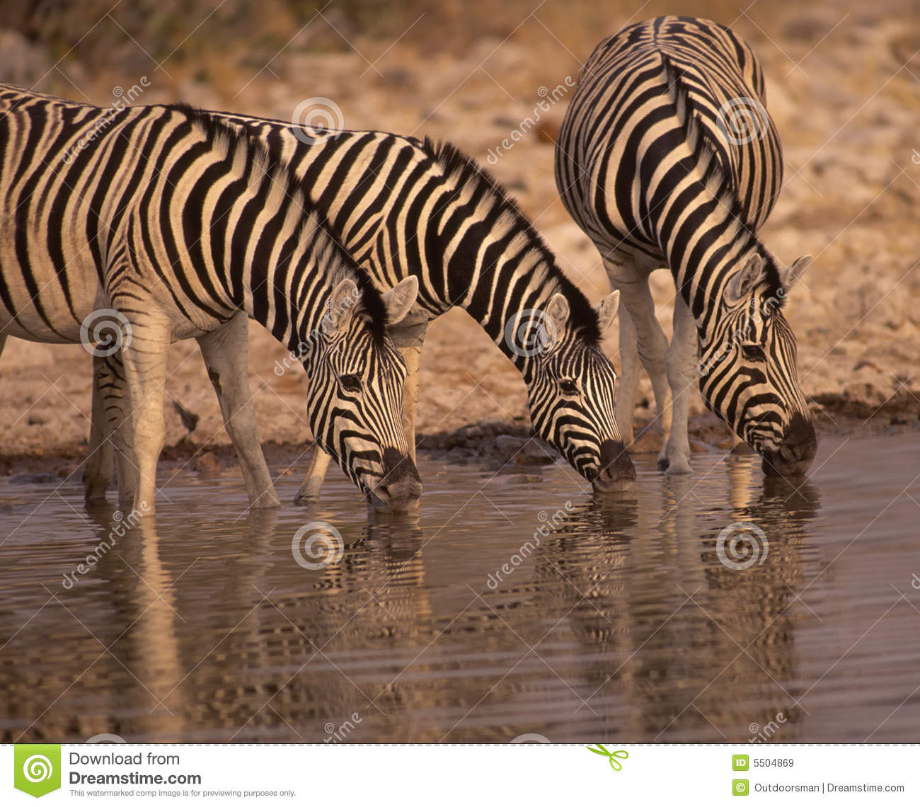 Gevry S Zebra At A Waterhole  Photographed In Etosha National Park