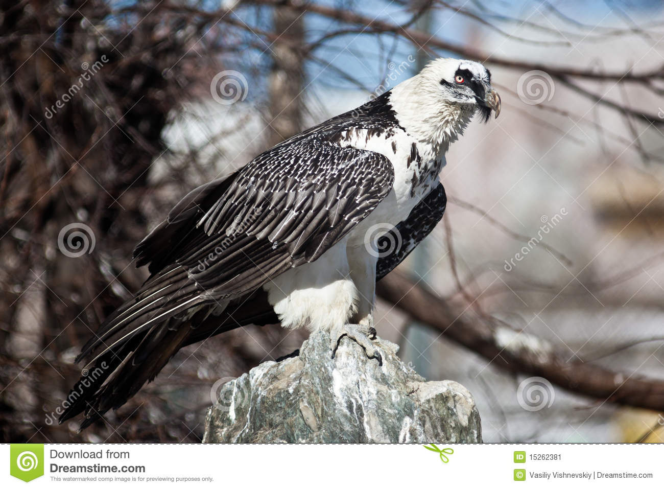 Lammergeier Bearded Vulture Gypaetus Barbatus Stock Image   Image    