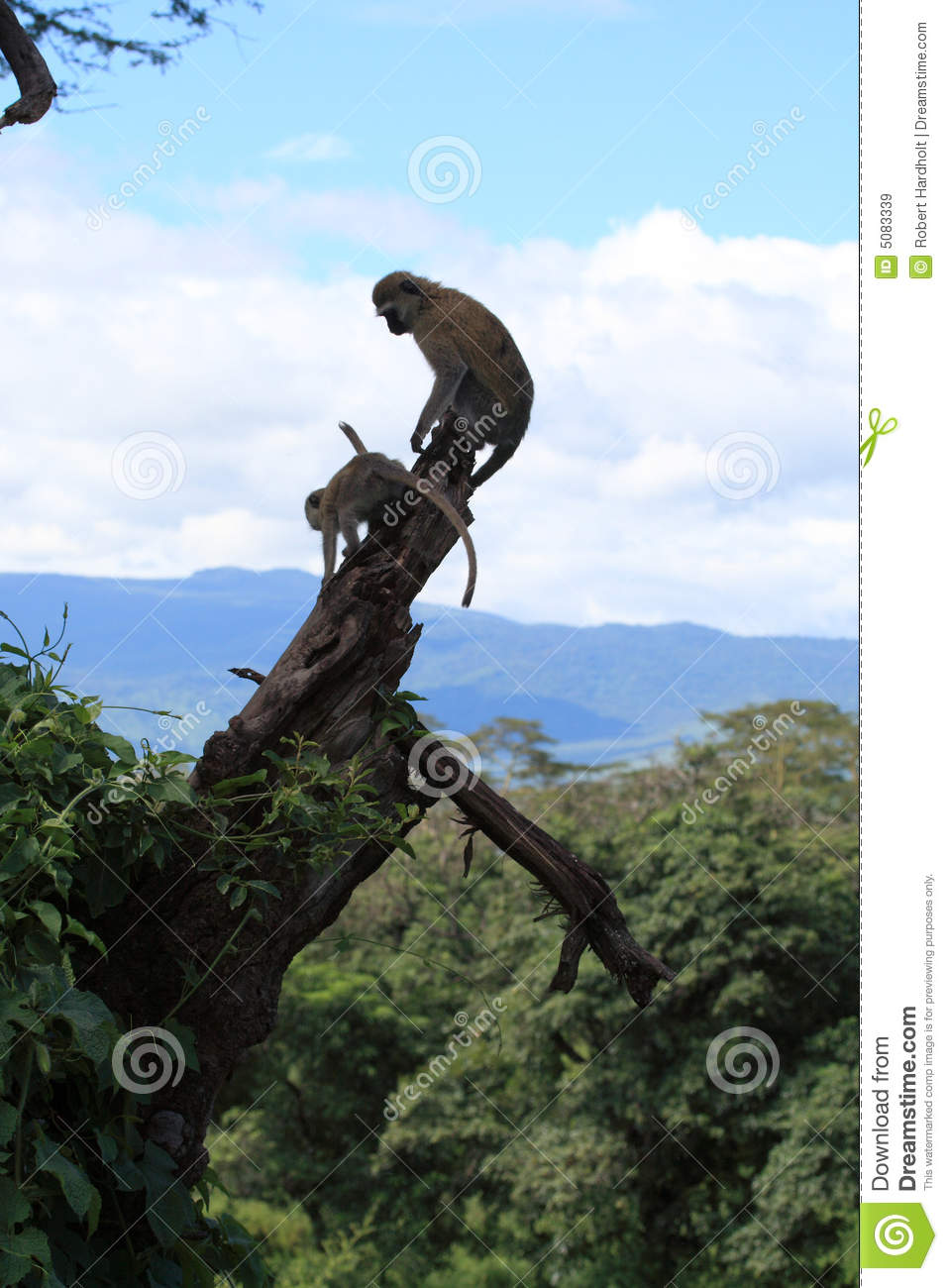 Landscape With Vervet Monkey On Tree Royalty Free Stock Images   Image    